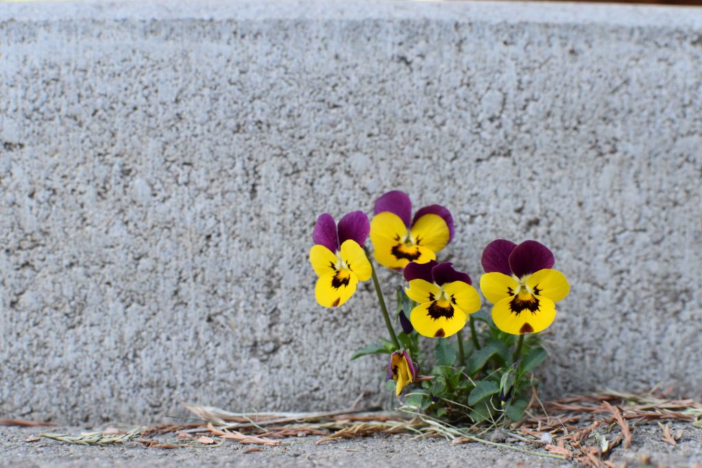 Blume im Beton